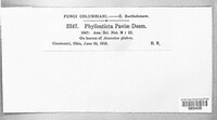 Phyllosticta paviae image